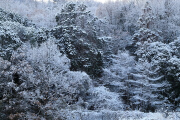 雪に覆われた木の風景