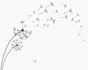 Abstract black dandelion, flying seeds of dandelion.Blowing dandelion vector