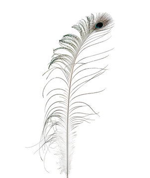 Peacock feather isolated on white background