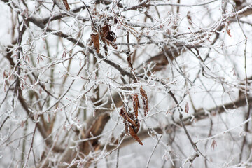 frost on leafs and branch