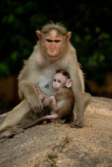 Monkey mother with her baby