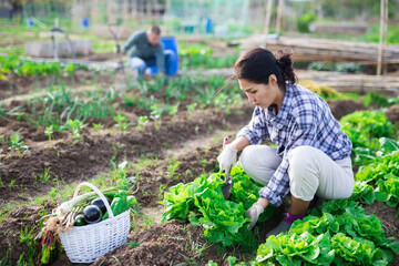 Hired worker weeds cabbage garden on farm field