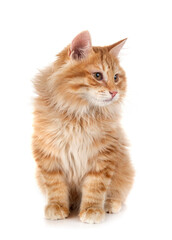 Kurilian Bobtail in studio