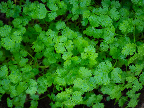 Coriander After Watering, Water Droplets Adhere The Vegetable Plot That Farmers Plant During Winter. Use Vegetable With Other Menu.