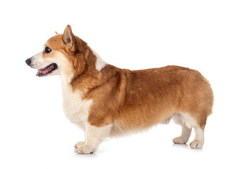 young Pembroke Welsh Corgi