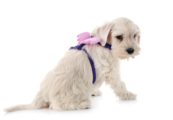 white miniature schnauzer in studio