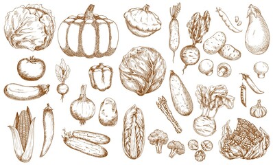 Farm vegetable, greenery and veggies sketches set. Cabbage, tomato and eggplant, corn, cucumber and onion, pumpkin, cauliflower and beetroot, asparagus, broccoli and brussels sprout, mushrooms vector