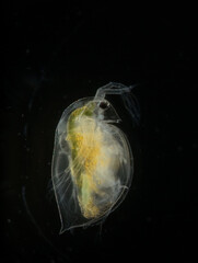 ミジンコ・黒背景