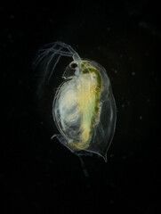 ミジンコ・黒背景