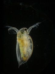 ミジンコ・黒背景