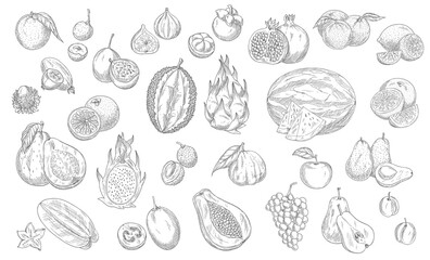 Fototapeta na wymiar Sketch fruits isolated vector icons. Durian, watermelon and pineapple, peach and papaya farm market or store garden and tropic exotic fruits. Tropical carambola and pitaya, lychee and lemon with grape