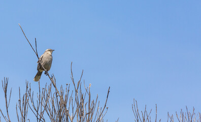 Chalked-Browed Mockingbird (Mimus saturninus) sitting on a tree in the Serra do Cipo Nationalpark in Minas Gerais, Brazil