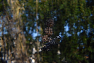m&eacute;sange qui mange