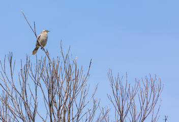 Chalked-Browed Mockingbird (Mimus saturninus) sitting on a tree in the Serra do Cipo National Park in Minas Gerais, Brazil