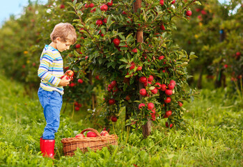 Active happy blond kid boy picking and eating red apples on organic farm, autumn outdoors. Funny little preschool child having fun with helping and harvesting.
