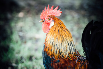 side portrait of a rooster