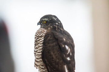Sparrow hawk on wooden fence. Accipiter nisus.