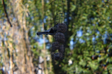 mésange qui mange