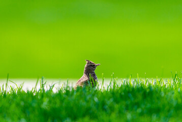 Crested Lark bird or Galerida cristata