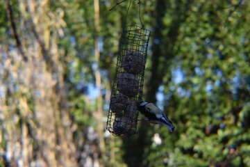 mésange qui mange