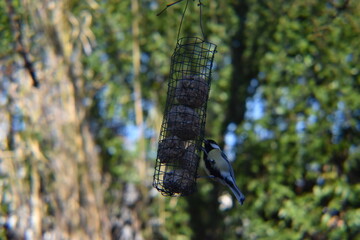 mésange qui mange