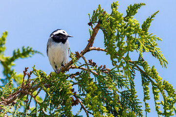 Motacilla alba. White Wagtail on a spring day on a branch of tree