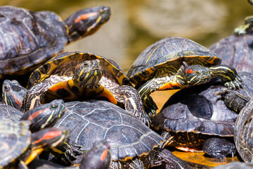 Group of red-eared slider or Trachemys scripta elegans in pool. Dozens of yellow-bellied slider...