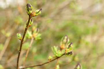 Closeup of young blooming flower buds of lilac tree, shoots of purple floral and fresh new greenery, spring awakening