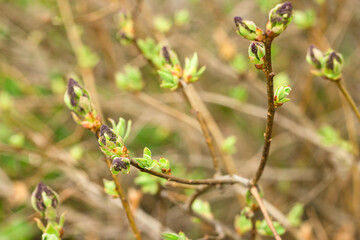 Closeup of young blooming flower buds of lilac tree, shoots of purple floral and fresh new greenery, spring awakening