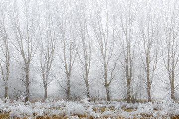 Winter landscape with meadow, poplars with frost and fog in the background. Province of León, Spain.