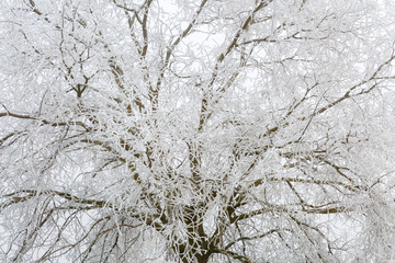 Close-up of a tree with its branches covered with frost in the winter.