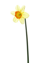 白バックの西洋水仙