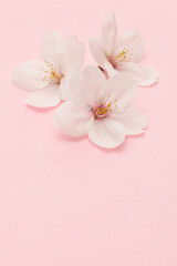 Fototapeta na wymiar ピンクの桜のクローズアップ