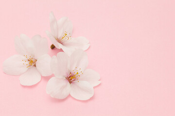 ピンクの桜のクローズアップ
