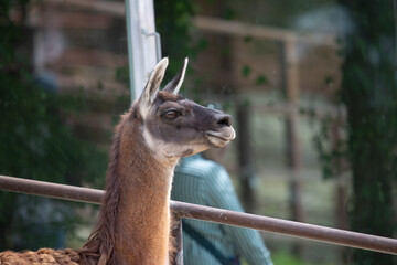 Close up portrait of funny lama in zoo