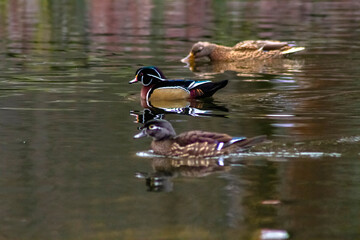duck on the lake