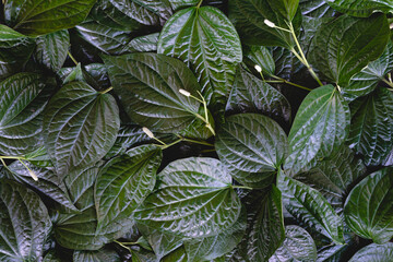 Nature green leaf pattern background - 406912917