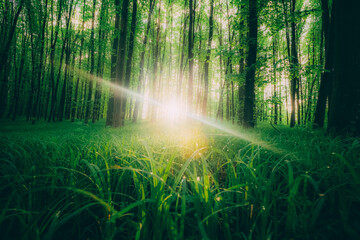 Fototapeta na wymiar spring forest trees. nature green wood sunlight backgrounds.