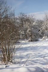 tree branches in the snow