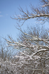 tree branches in the snow