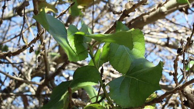 Green simple alternate crenately margined deltoid leaves of Western Cottonwood, Populus Fremontii, Salicaceae, native perennial deciduous tree near Bluff Creek Trail, South California Coast, Winter.