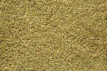 Organic Dried Rosemary Background