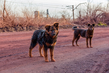 Homeless mongrel dogs dog smeared with dust from iron ore near the quarry