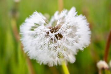 Meadow grasses in the blurry background. drops of morning dew beaded on the delicate fluffy dandelions.