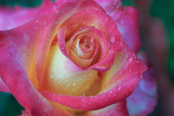 Fototapeta na wymiar On the delicate pink petals of the rose, drops from the rain gracefully settled down.