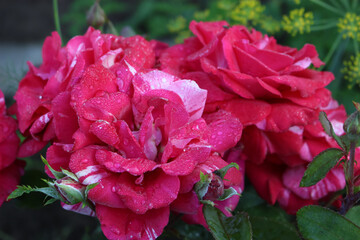 Peony-shaped rose. The unopened buds. Drops after the rain.