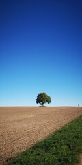der einsame Baum auf dem Sand bei Unkeroda