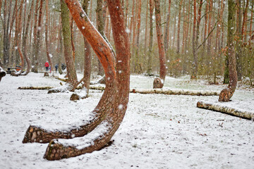 swing in the forest