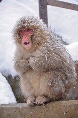 Fototapeta premium Japanese monkeys in Nagano prefecture in Japan 