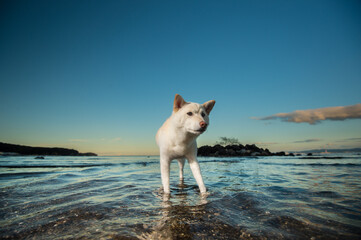 青空の海辺でポーズする白毛の柴犬